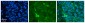 PRDX2 antibody - middle region